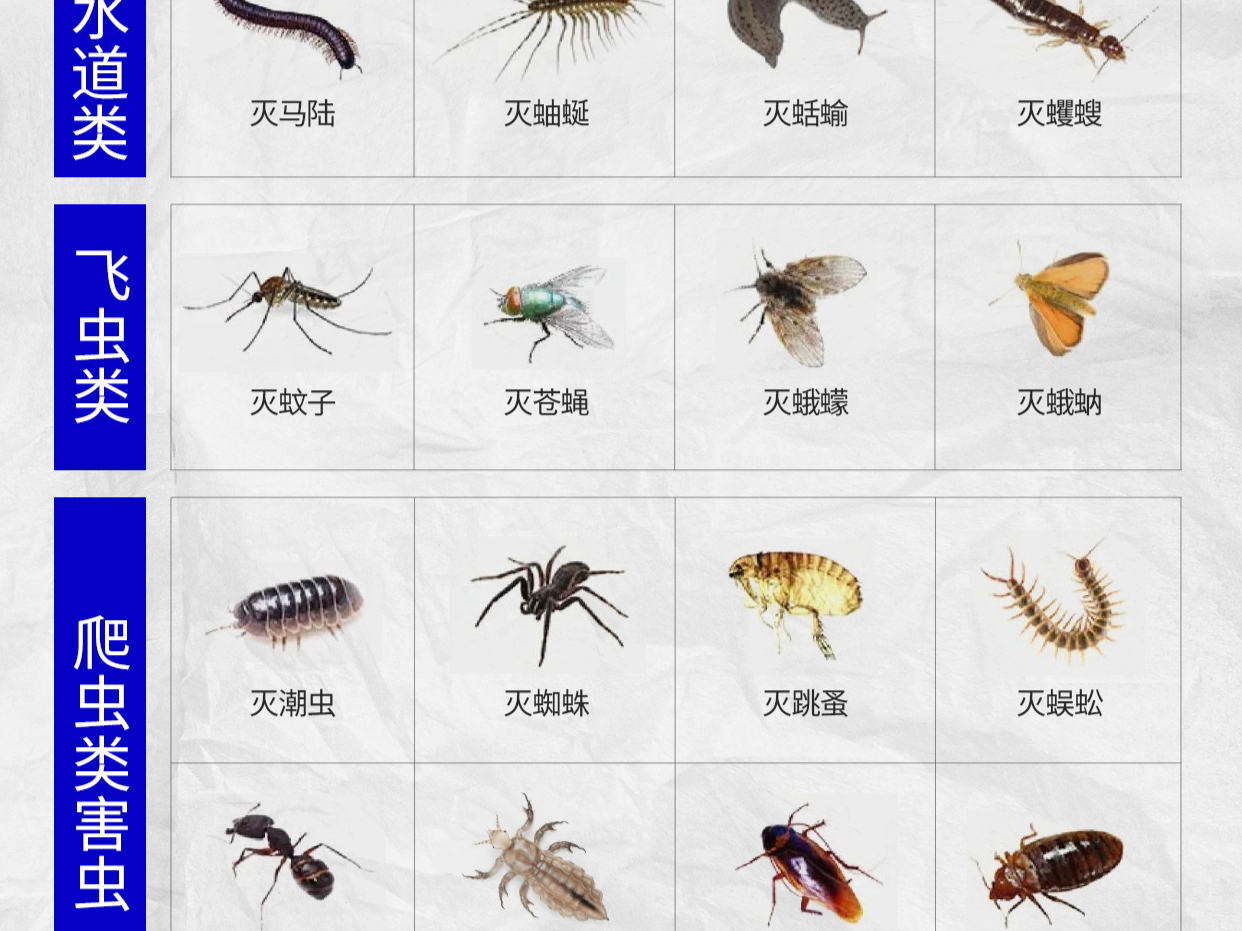 四害消杀丨家庭常见害虫「总汇ing」科目一