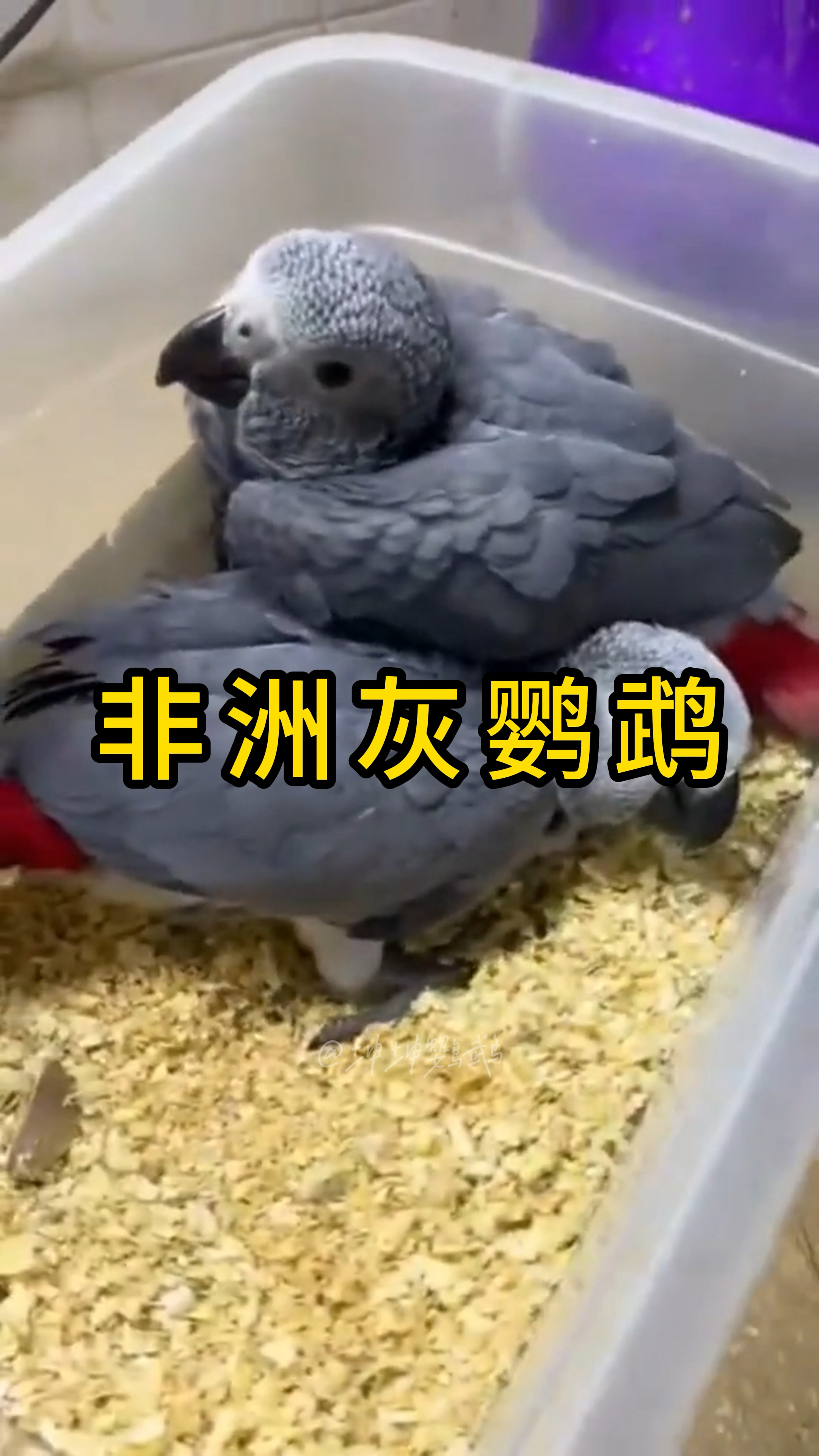 非洲灰鹦鹉介绍,禁止非法买卖