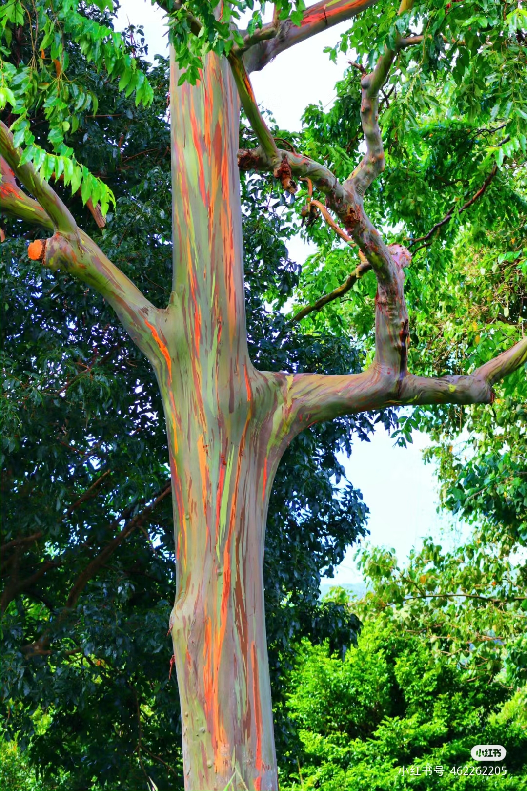 长得像p的,实际是真的!色彩最多的树——彩虹桉树