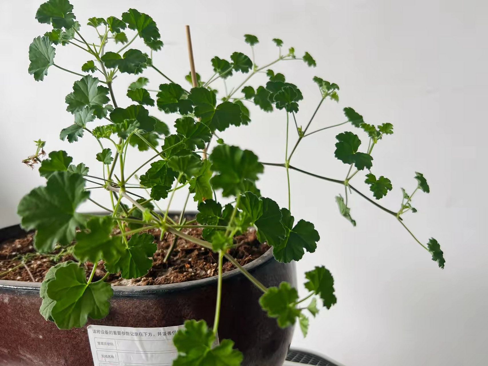 扒拉香花 这棵花是扒拉香,一把拉叶子就飘香,所以叫扒拉香吧.