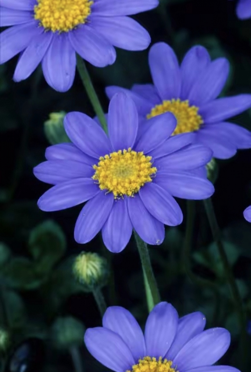 清新淡雅的小花,各花有各美,每朵花都是大自然最美的艺术品.