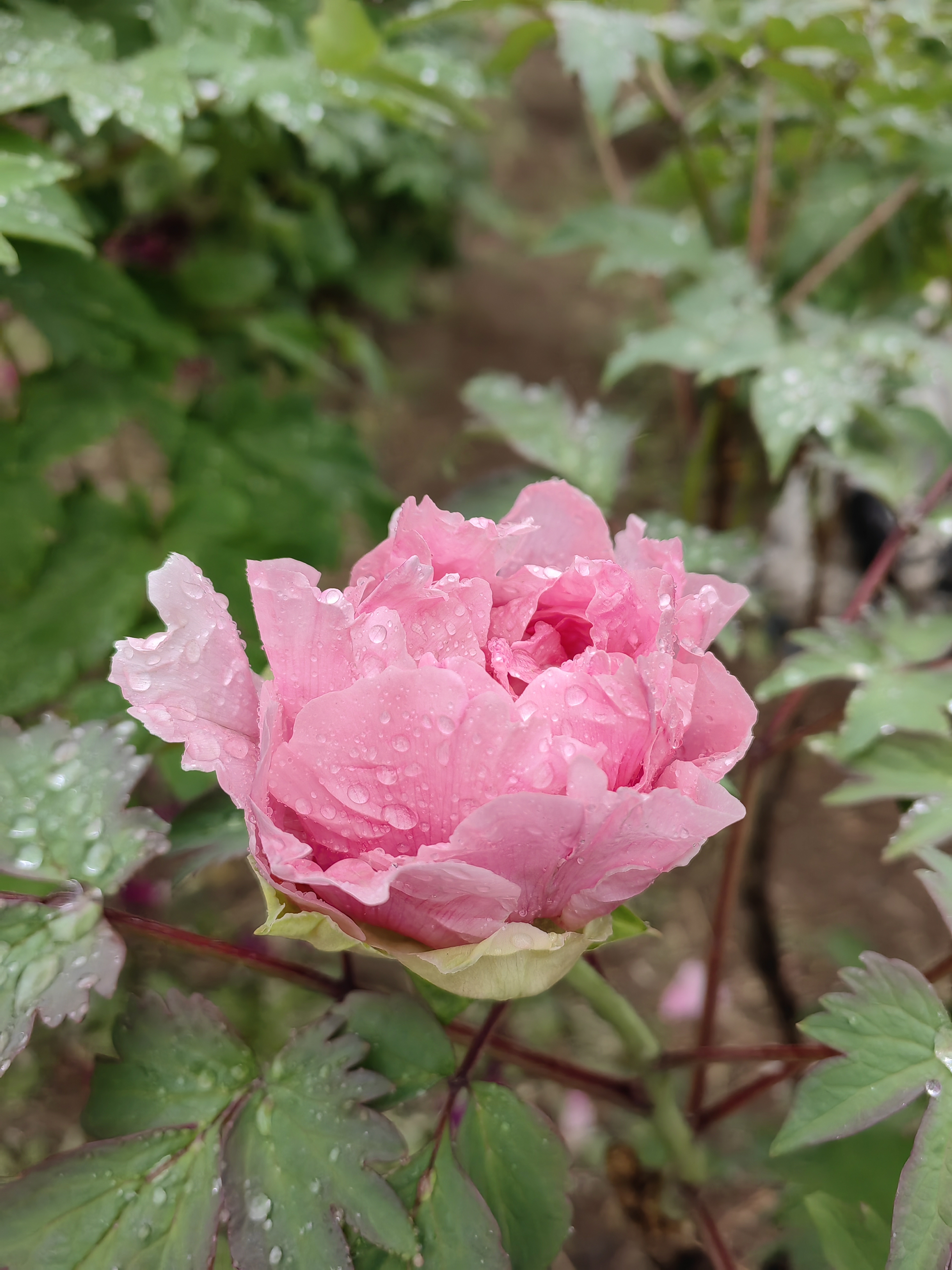 五月雨里赏牡丹