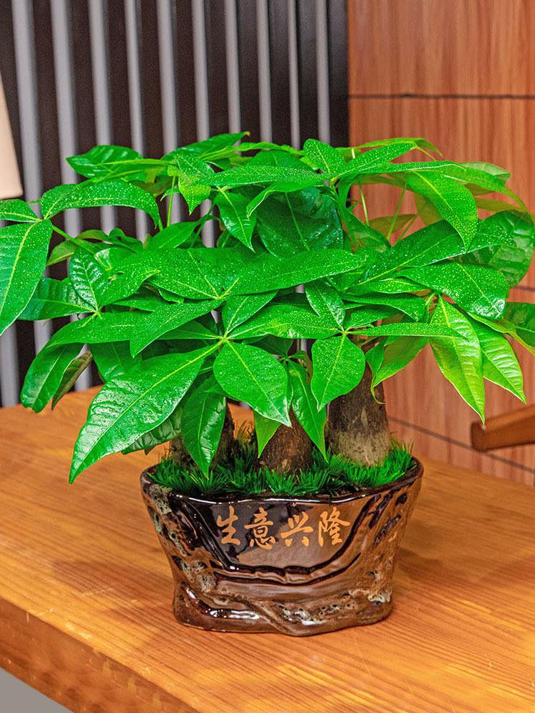 增运起势:阳台种什么植物才对风水好