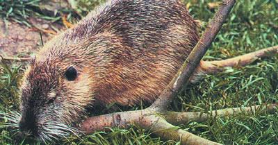 草狸獭怎么养?草狸獭的养殖技术