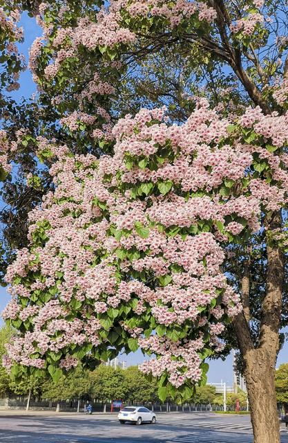 楸树:百木之王,比法国梧桐更漂亮,花和叶都能食用,你了解它吗