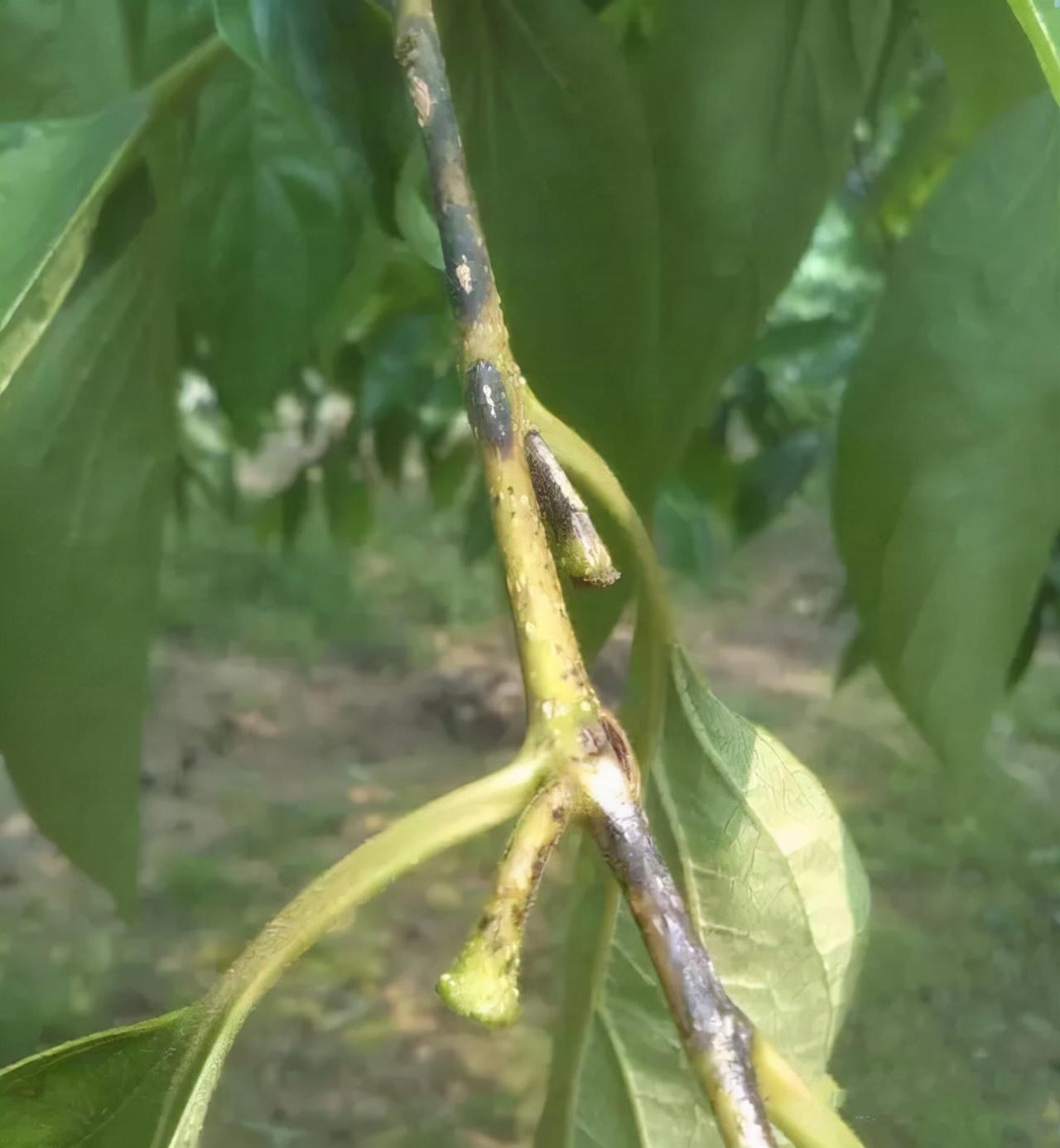 柿树炭疽病啥时候防治效果最好?正是现在!专家:这几步建议做到