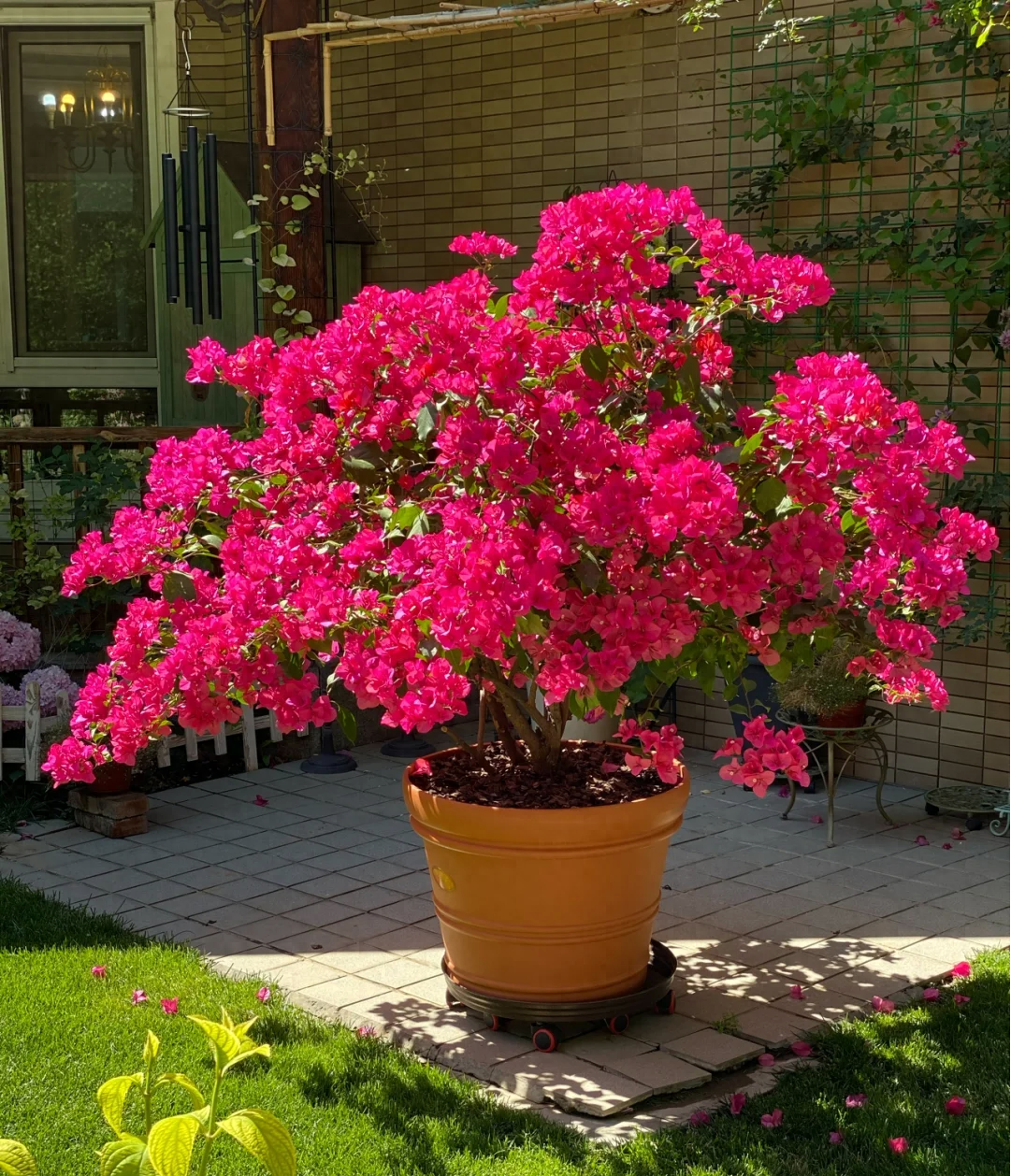 气温高于30度,三角梅要"静养",记住4大口诀,开花一茬接一茬