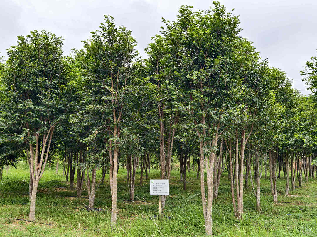 基原植物白木香(土沉香)的叶子,是以人工种植的白木香树的鲜叶为原料