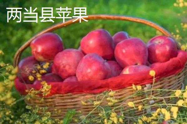 甘肃陇南适合种植什么水果(甘肃陇南适合种植什么水果和蔬菜)