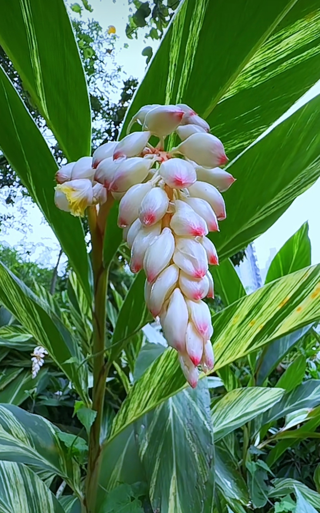 豆蔻花的花语是"青春与纯洁",每一朵都如少女般娇羞,却又带着对未来的