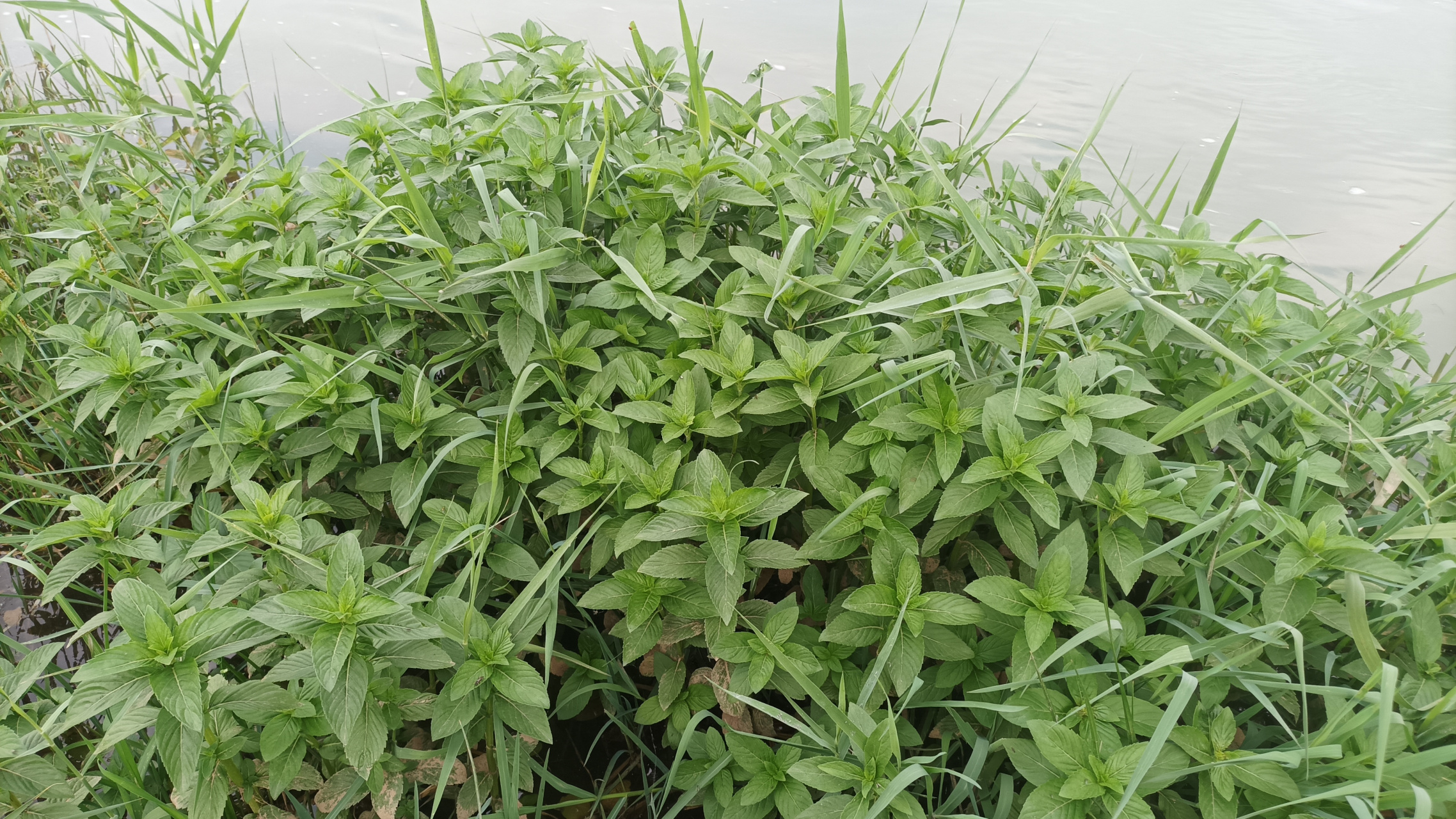 说到有机蔬菜,我想问一下,这野河边上的野生薄荷算不算有机呢?