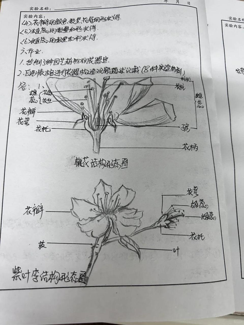 桃花结构图并带名称图图片