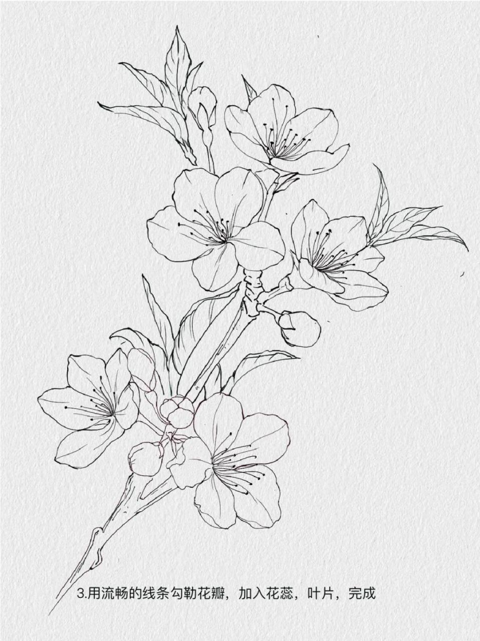 一起画画打卡d8|桃花线稿画法