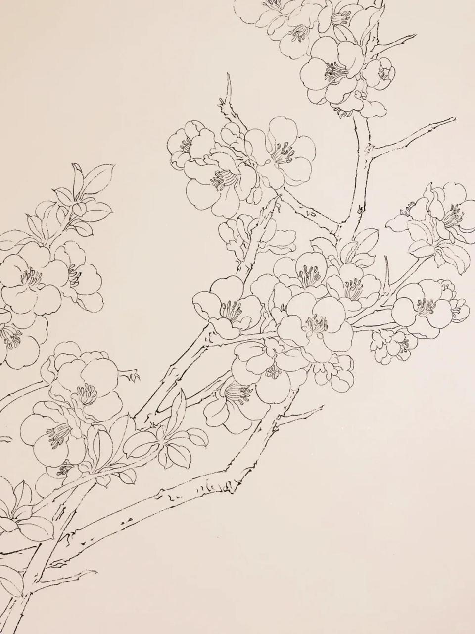 每日一练|白描花卉～桃花