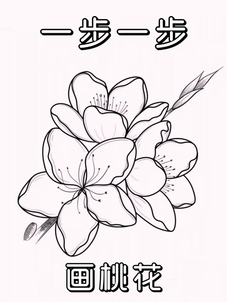 78每日画画的感悟: 桃花已经可以脱稿速写了,分享一下一步一步的