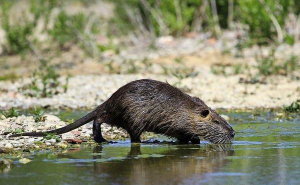 上海多地发现"巨型老鼠",最小体重超10斤,最大二十来斤,打不得吃不得
