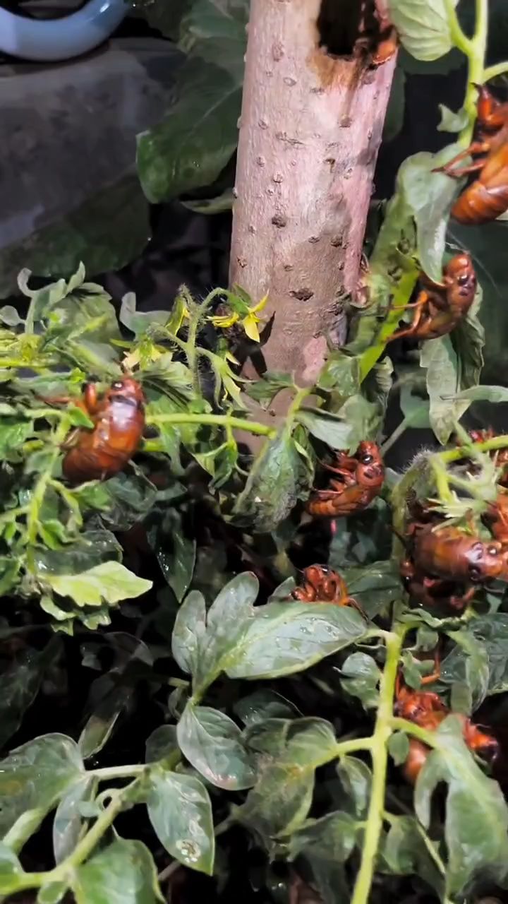 知了幼虫种植图片