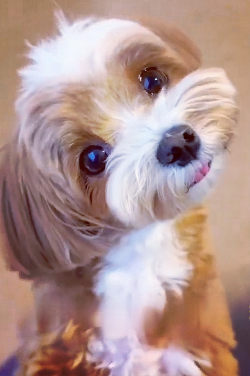 歪头杀大比拼:喵星人vs汪星人 你会pick谁?