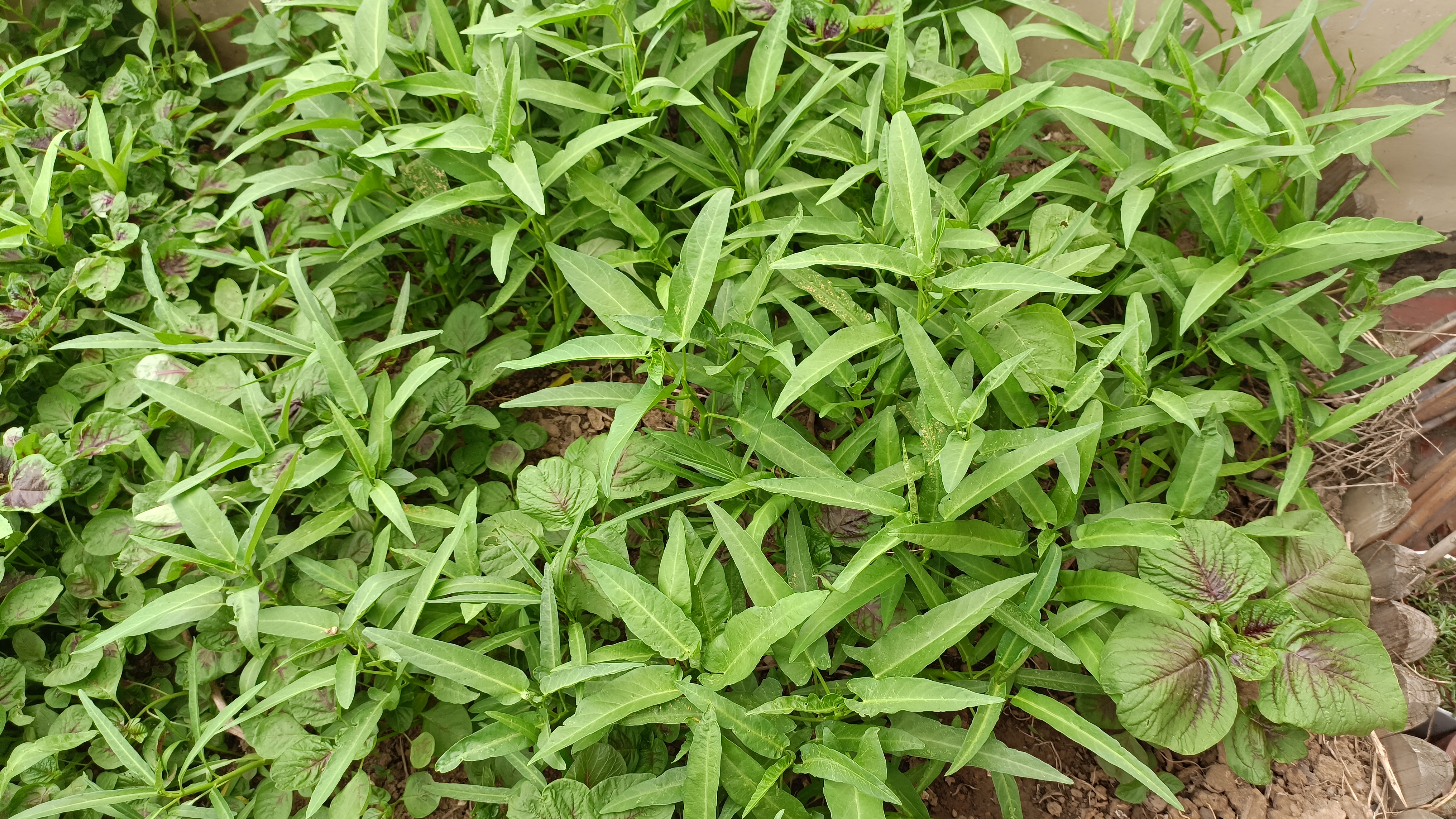 阳台上种的空心菜和苋菜,绿色蔬菜,够吃好一段时间的.#动态连更挑战