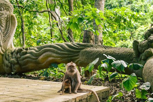 乌布圣猴森林公园,与大自然的亲密接触,还能与猴同乐