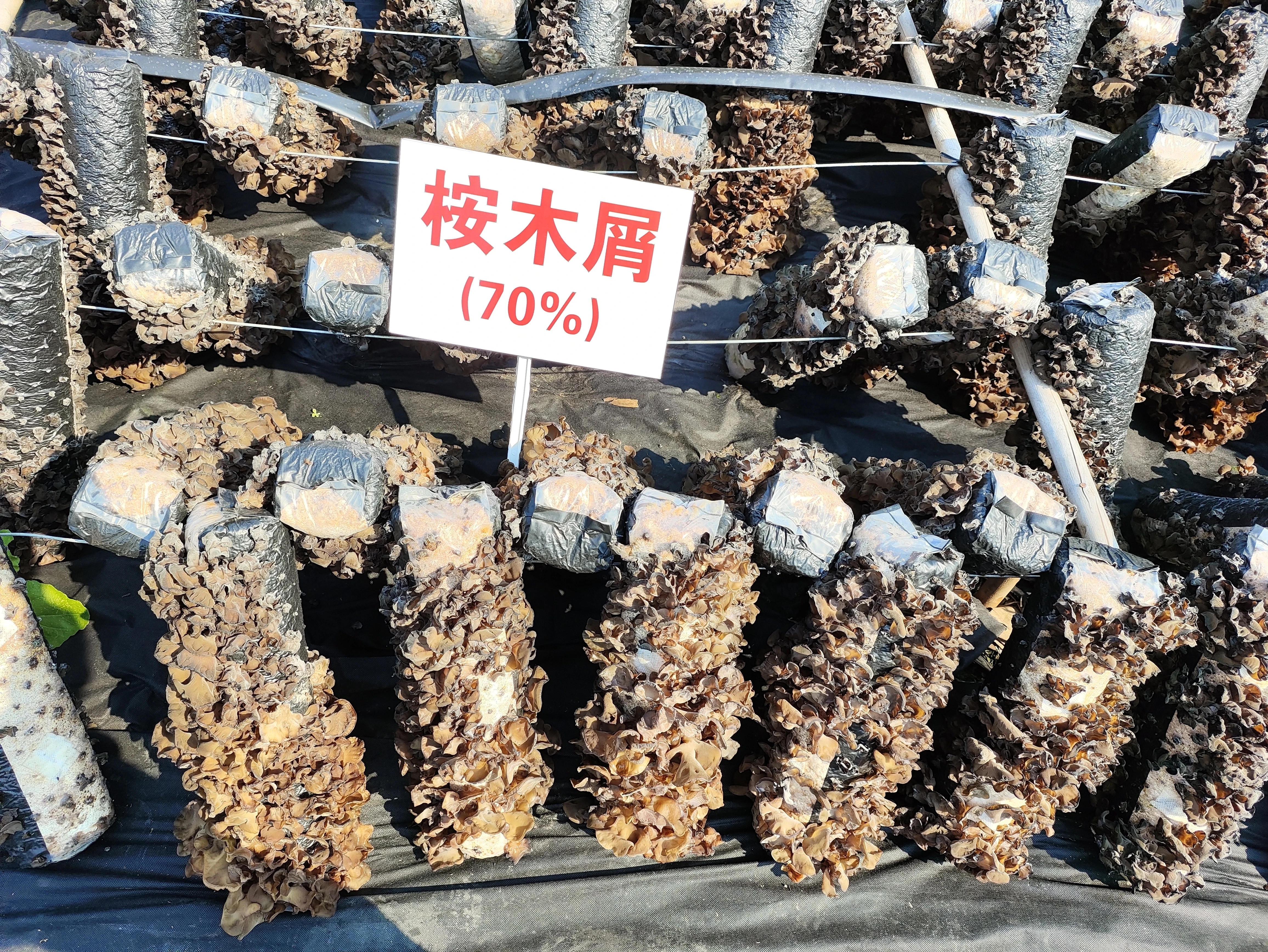 今年致富项目(2020年最新致富项目)