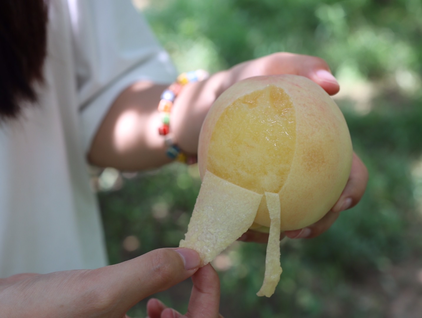 6月无锡阳山水蜜桃就要正式成熟采摘啦