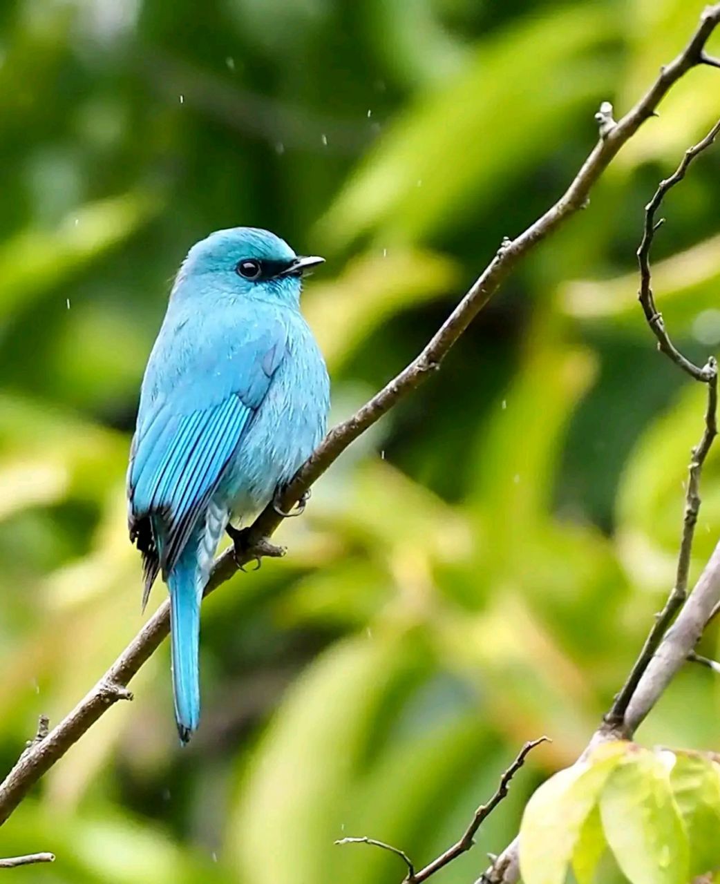 万物有灵 | 铜蓝鹟 铜蓝鹟(学名:eumyias thalassinus)小型鸟类,体长