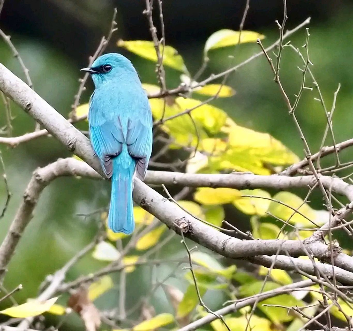 万物有灵 | 铜蓝鹟 铜蓝鹟(学名:eumyias thalassinus)小型鸟类,体长