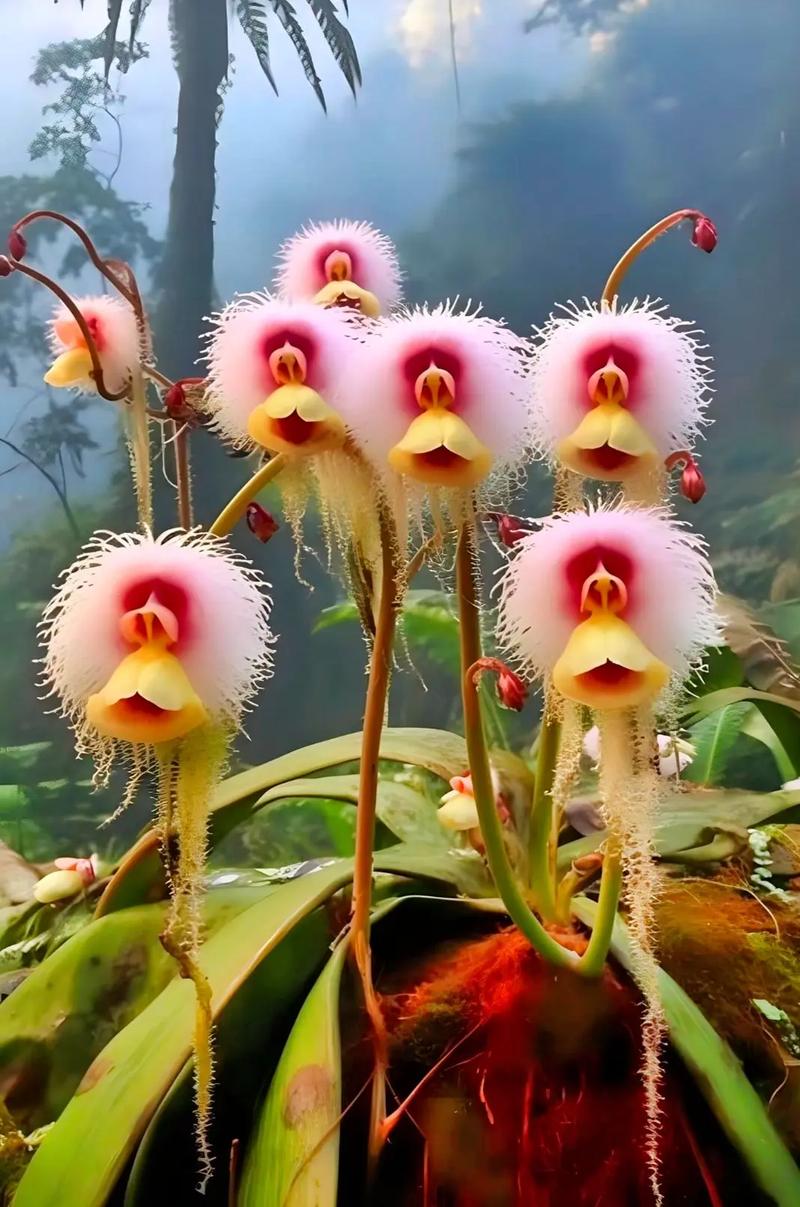 猴面小龙兰花语:财运亨通,吉祥如意,福禄双全,调皮和恶作剧.