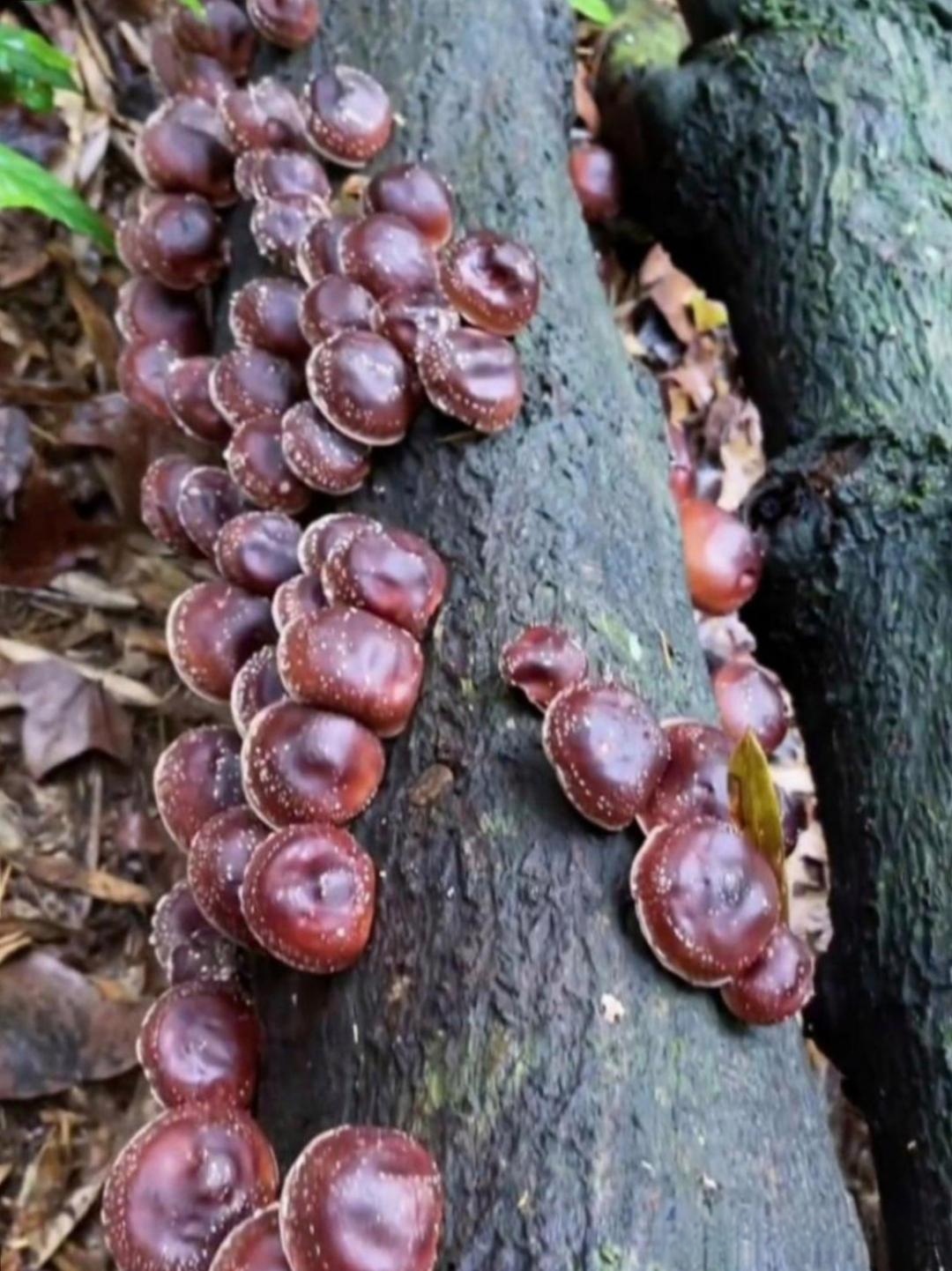 看到了惊奇的一幕看到枯萎的树上好多蘑菇颜色很漂亮看着长的那么