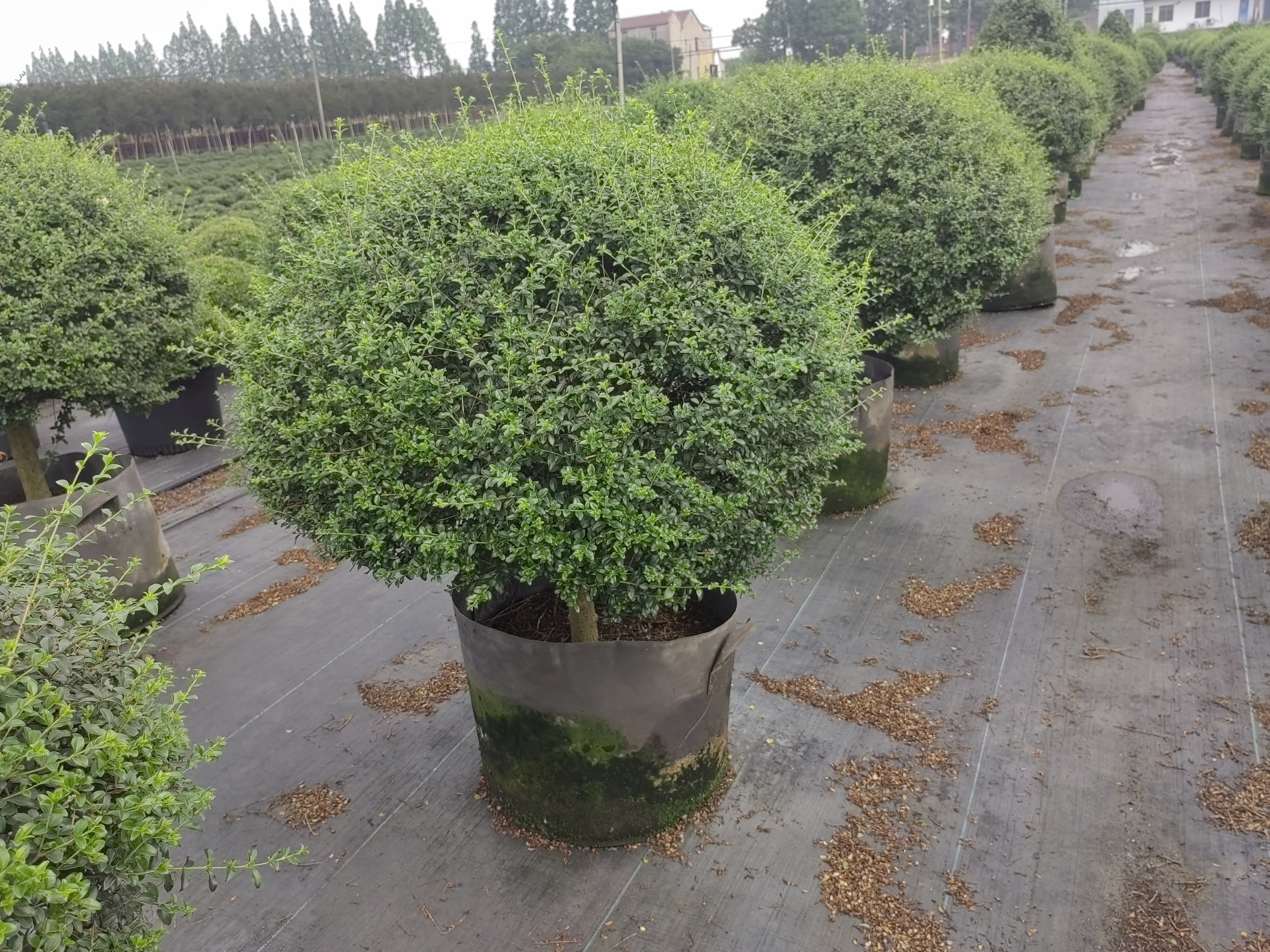 新品种川滇蜡树苗木种植基地