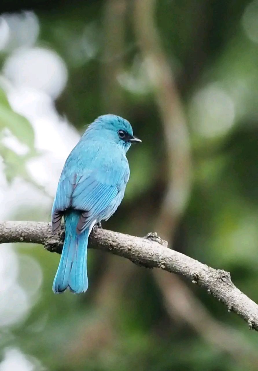万物有灵 | 铜蓝鹟 铜蓝鹟(学名:eumyias thalassinus)小型鸟类,体长