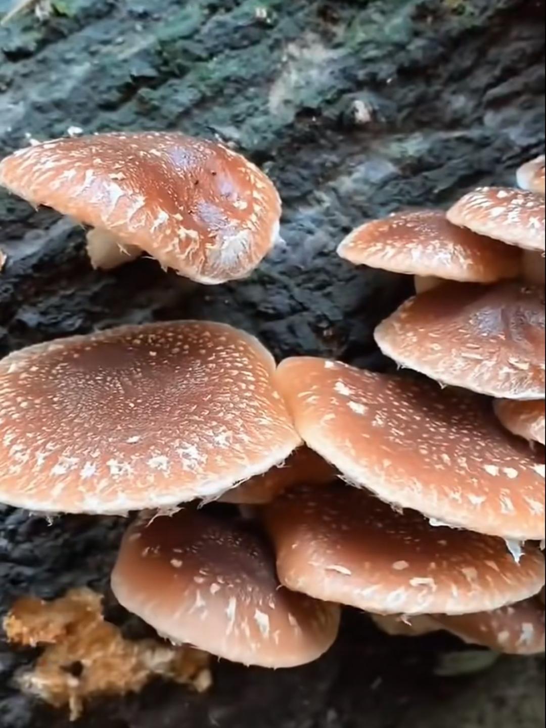走过去一看原来这些蘑菇都长在枯萎的树上这么多的蘑菇从哪一颗