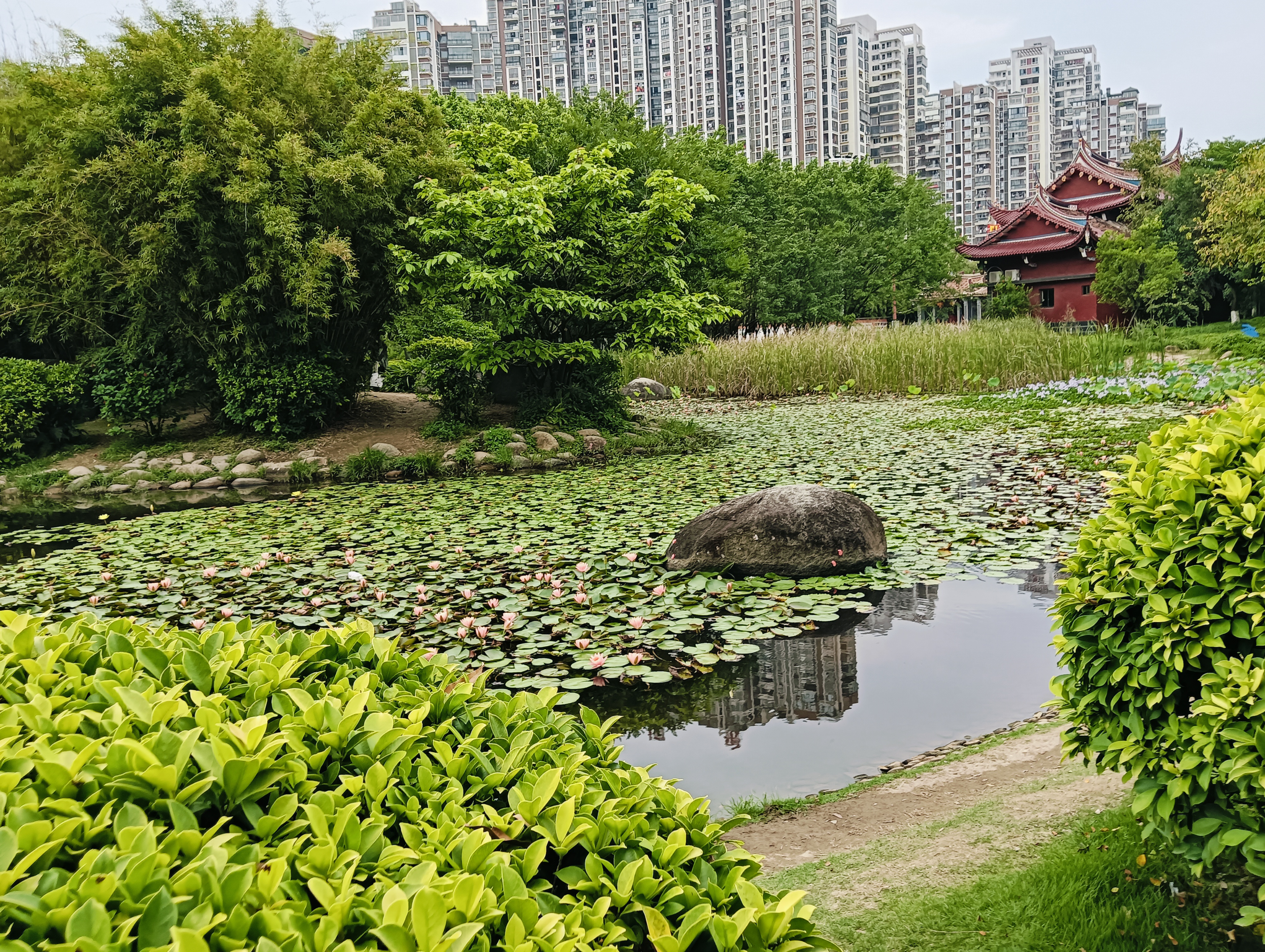 夏日荷韵:探寻公园中的《小池》之美