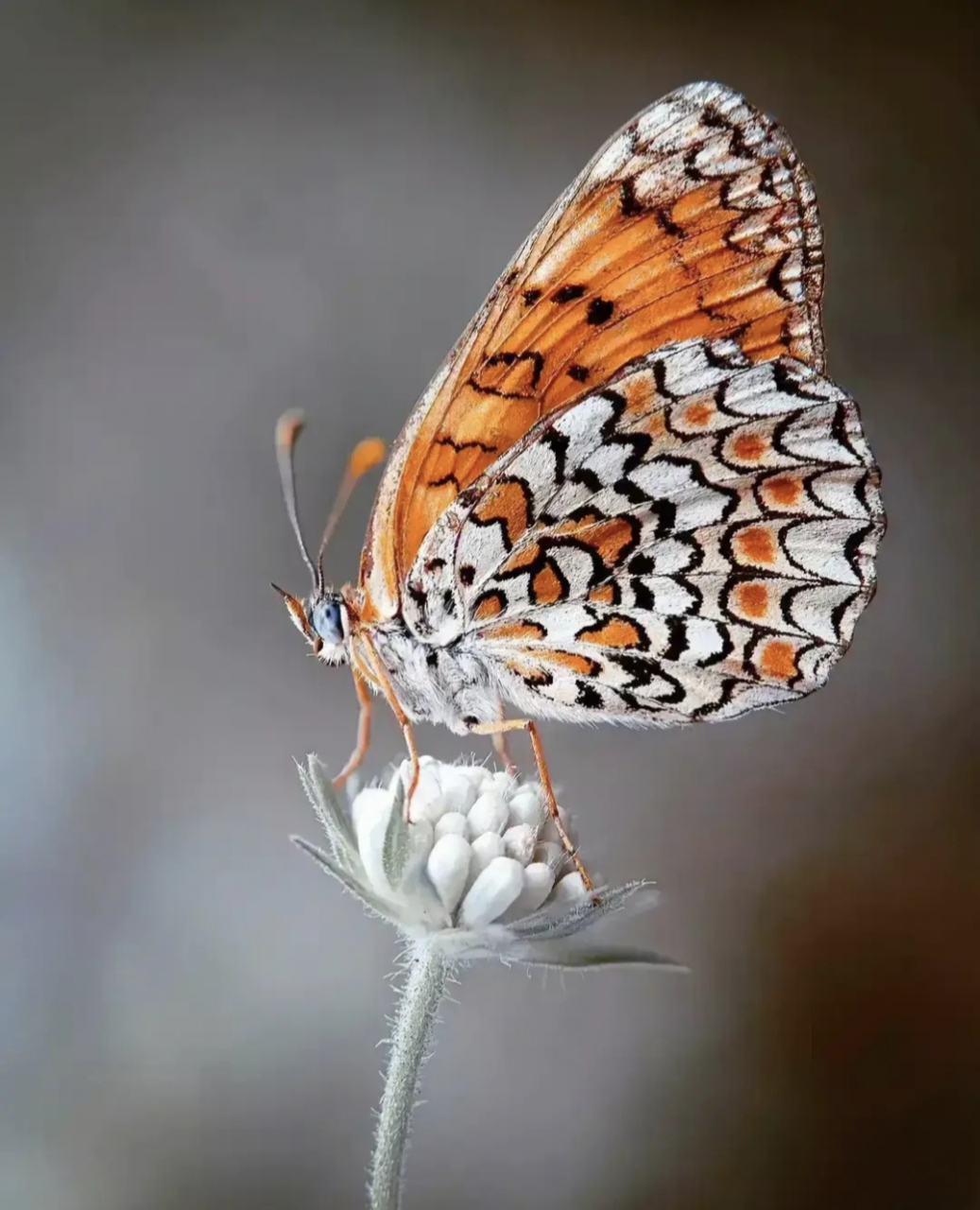 小粉蝶的每一次振翅,都是对自由和美好生活的追求,粉蝶的轻盈与绚烂