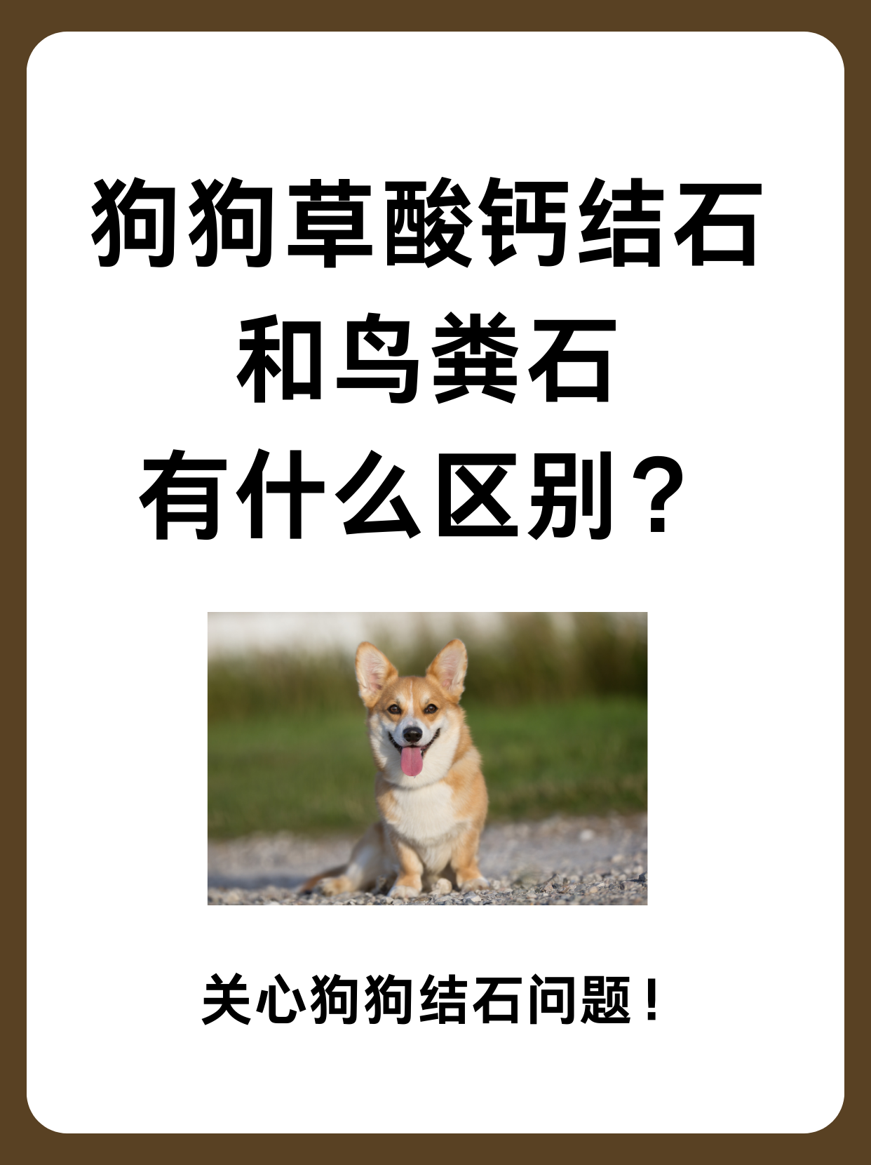 狗狗草酸钙结石和鸟粪石有什么区别?