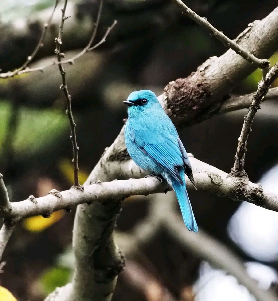 万物有灵 | 铜蓝鹟 铜蓝鹟(学名:eumyias thalassinus)小型鸟类,体长