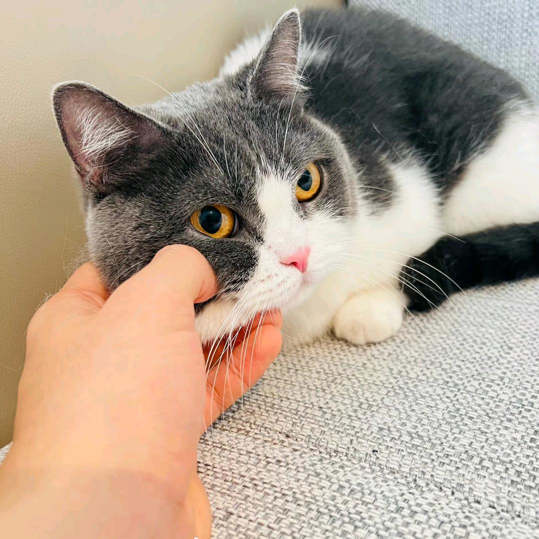 坚果被肖战抱的表情#好像坚果一直是这种表情,高冷猫咪,一副无动于衷