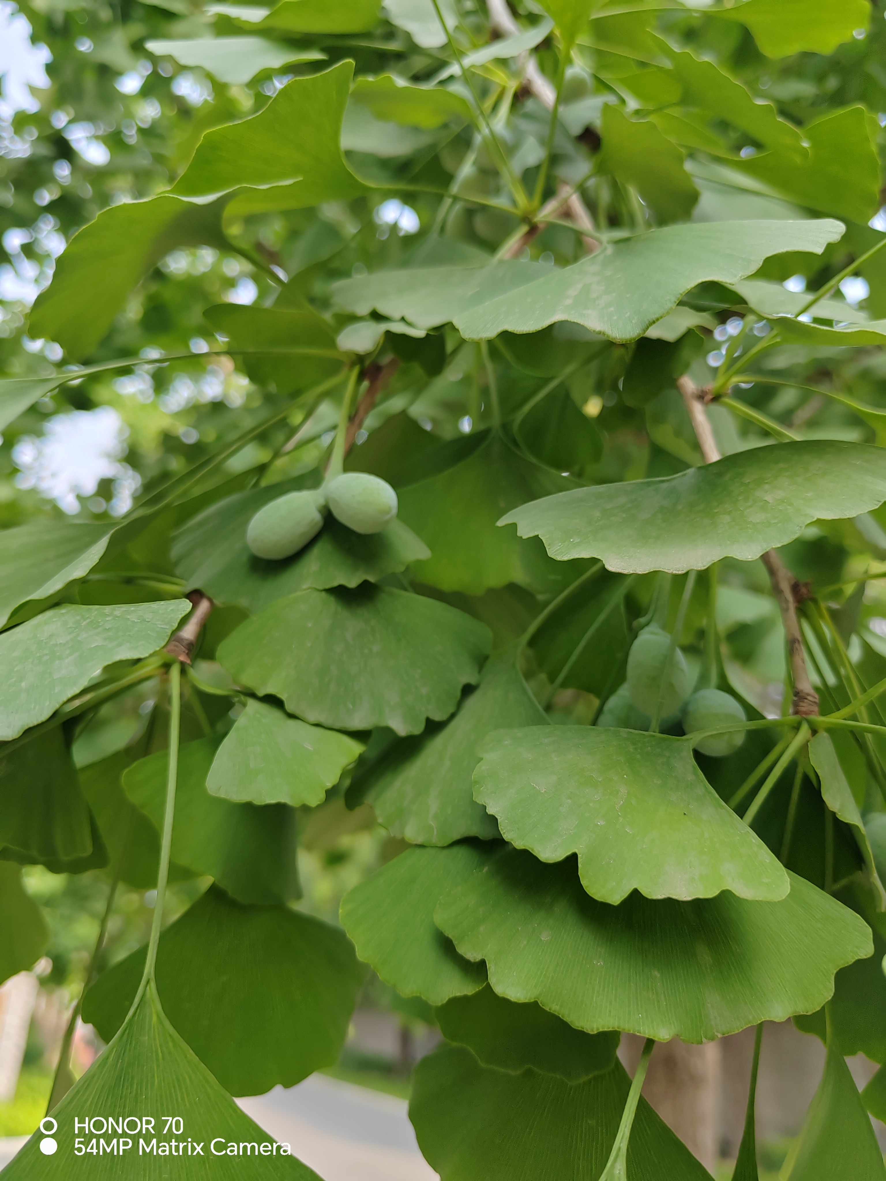 湖北活化石植物图片