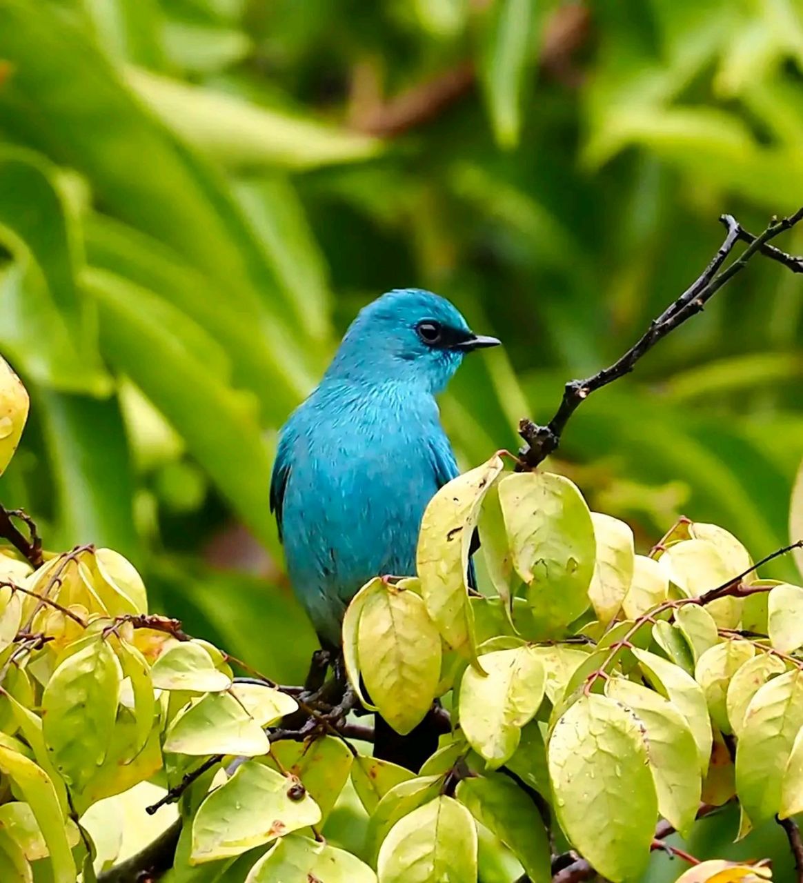 万物有灵 | 铜蓝鹟 铜蓝鹟(学名:eumyias thalassinus)小型鸟类,体长