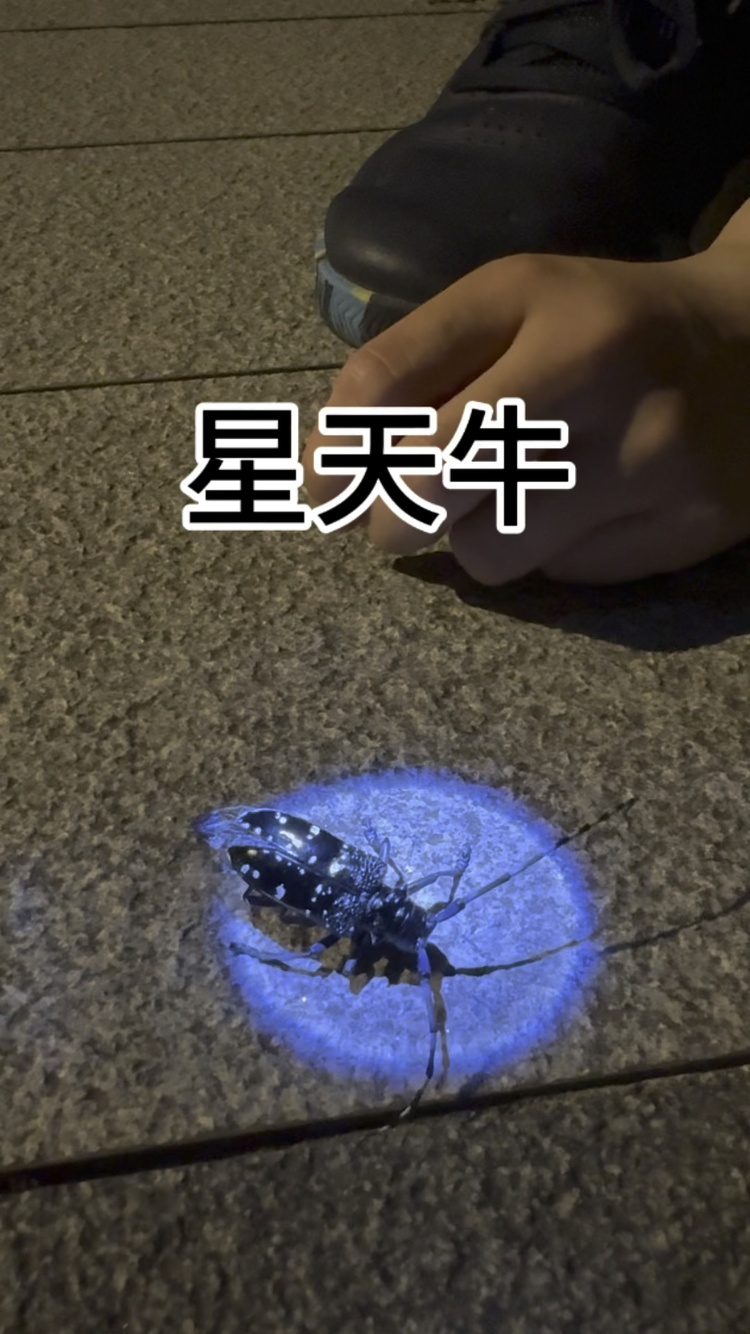 小区内夜探昆虫 星天牛