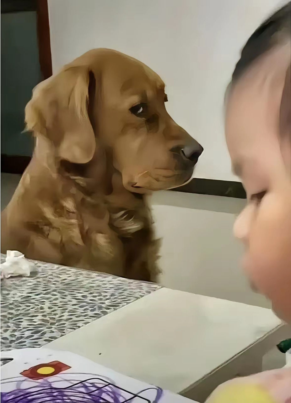 2岁的孩子有多令人嫌弃?  看狗的表情就知道了[捂脸][捂脸][捂脸]