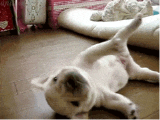 319_239gif 动态图 动图