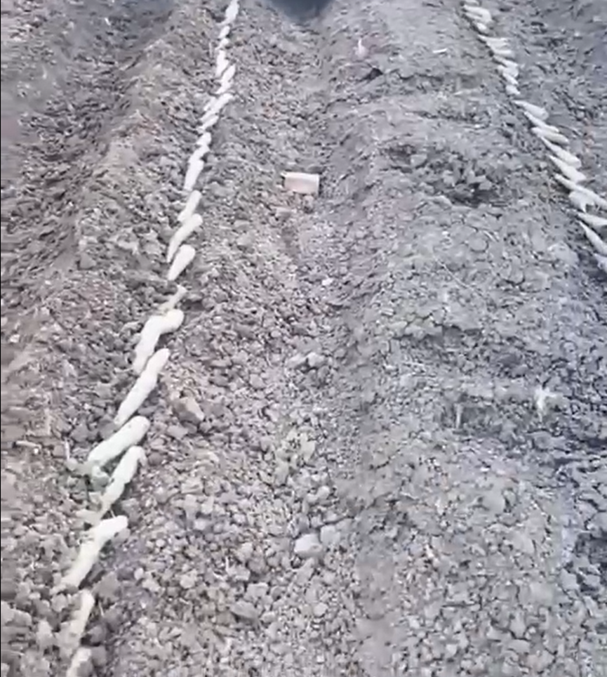 没想到山药可以悬空沟种植,这样种,不易损坏又高产,建议收藏