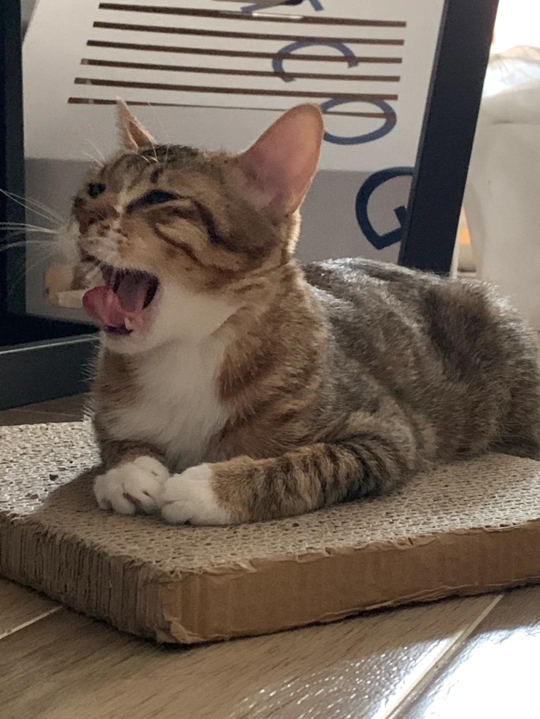 猫咪又叫又流口水,烦躁不安,可能是什么病?该咋紧急处理?