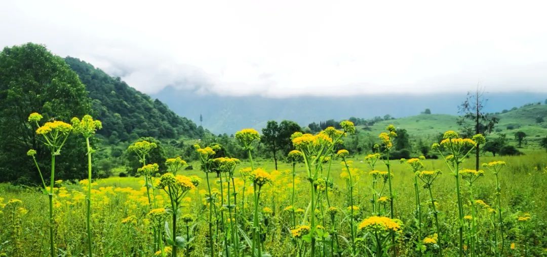 黑竹沟景区以其秀丽的山水风光,而闻名,这里风光旖旎,风景如画,这里
