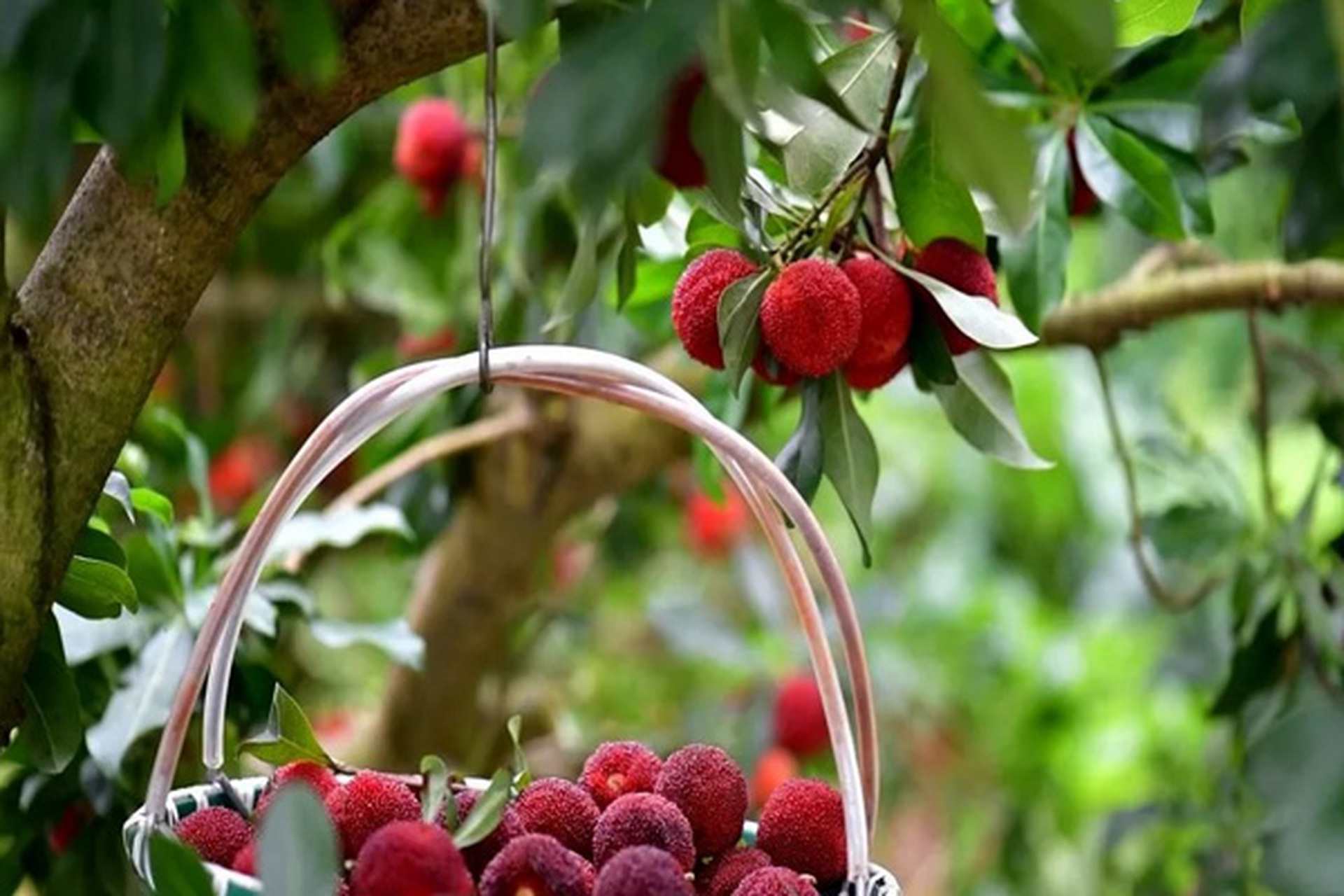 义乌哪里可以采摘杨梅 一,山盆杨梅  (一)义乌杨梅研究所  该基地位于