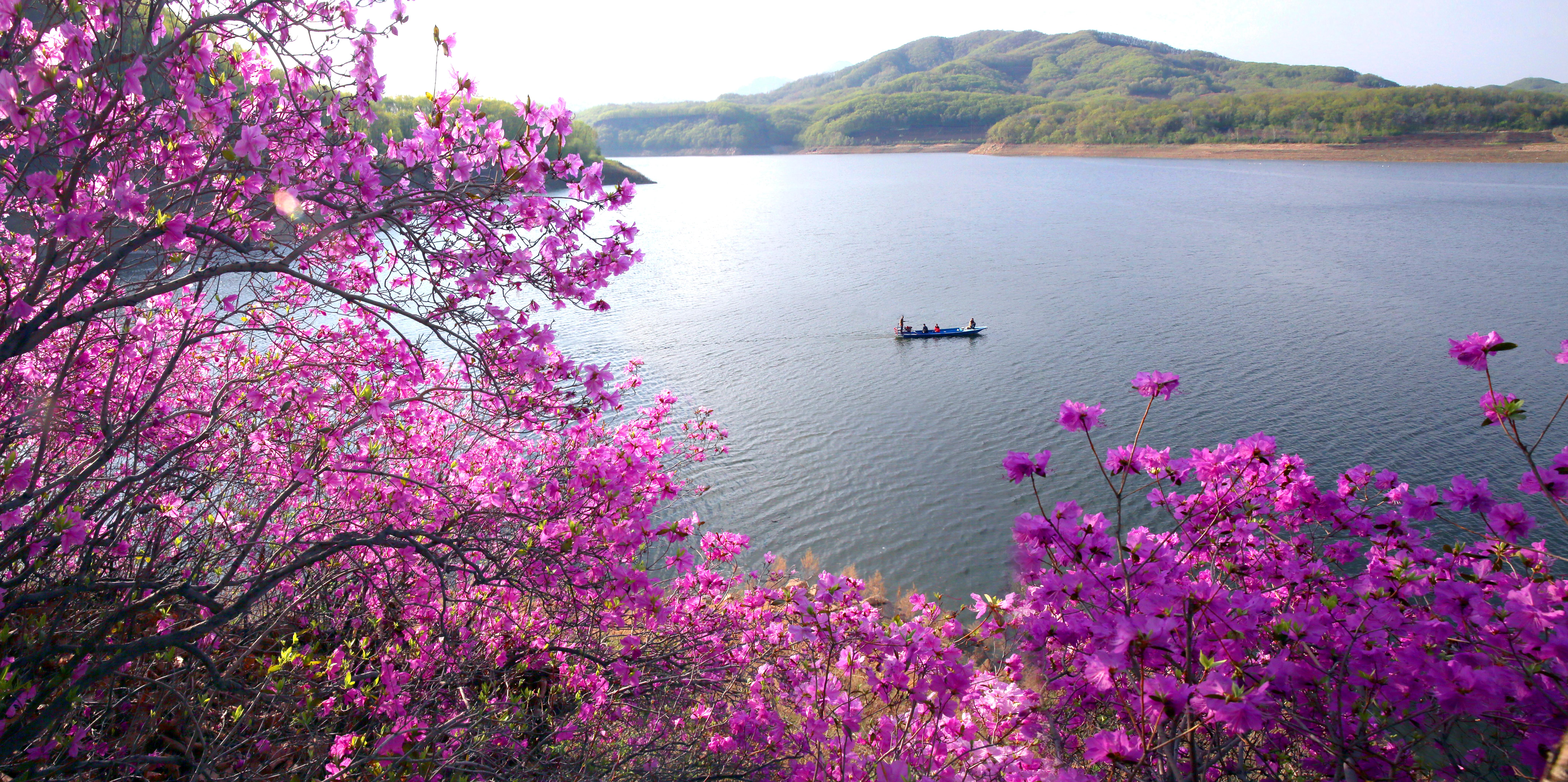 松花湖位于吉林市东南郊,是从长白山天池发源而来的松花江被丰满水电