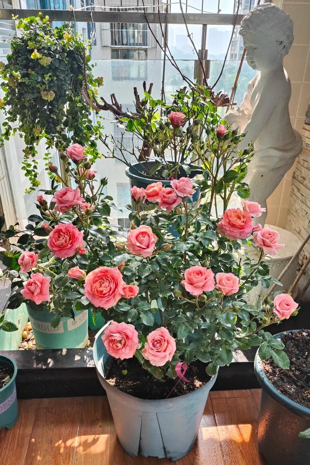 阳台月季界的"香味王",颜值高,花量大,有香味,不输果汁阳台