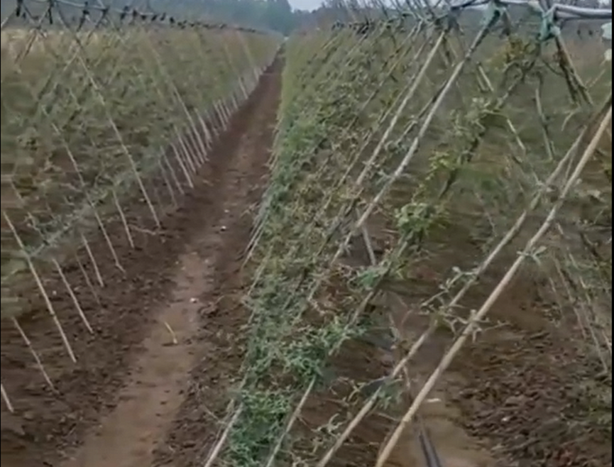 没想到山药可以悬空沟种植,这样种,不易损坏又高产,建议收藏